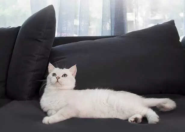 Триммер-расческа для животных Xiaomi Pawbby MG-PCO001 - фото 2 Триммер-расческа для животных Xiaomi Pawbby MG-PCO001 - фото 2