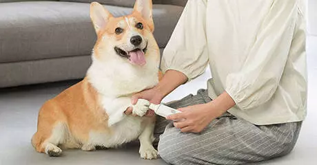 Триммер для когтей животных Xiaomi Pawbby Nail Sharpener MG-NG001 - фото 6 Триммер для когтей животных Xiaomi Pawbby Nail Sharpener MG-NG001 - фото 6